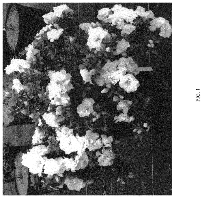 Figure 1 of US plant patent PP33900, the photograph of NCRX5 printed in the patent.