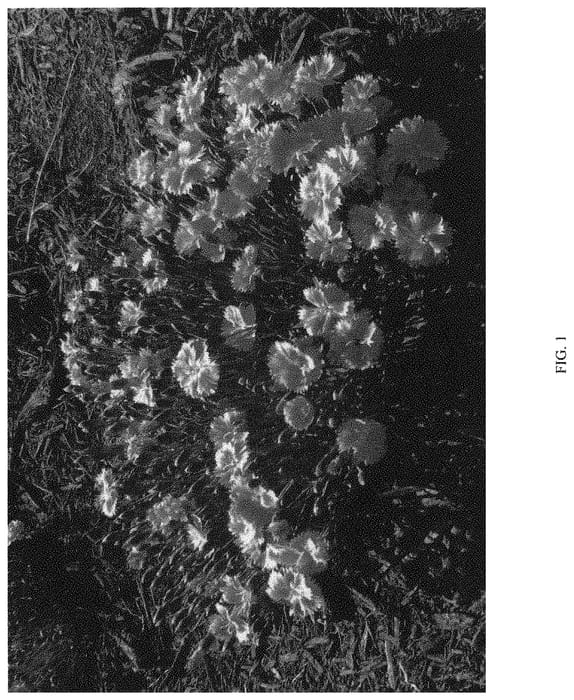 Figure 1 of US plant patent PP33901, the photograph of G18139 printed in the patent.
