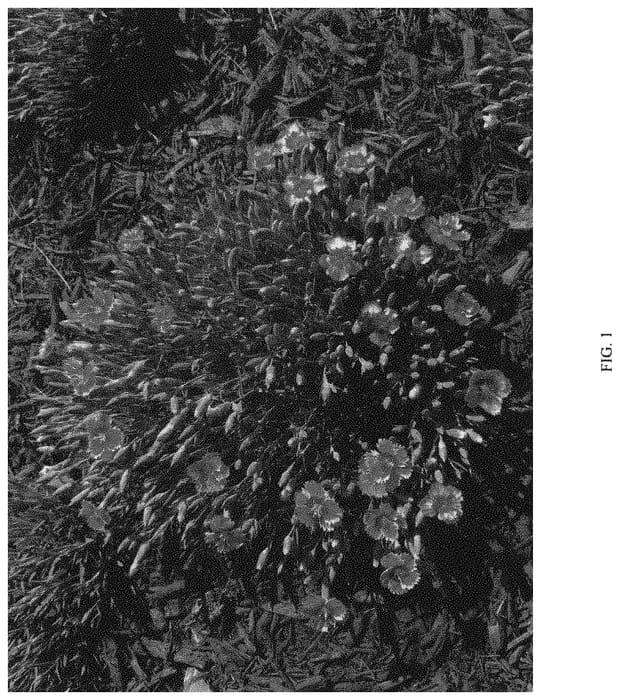 Figure 1 of US plant patent PP33902, the photograph of G18146 printed in the patent.