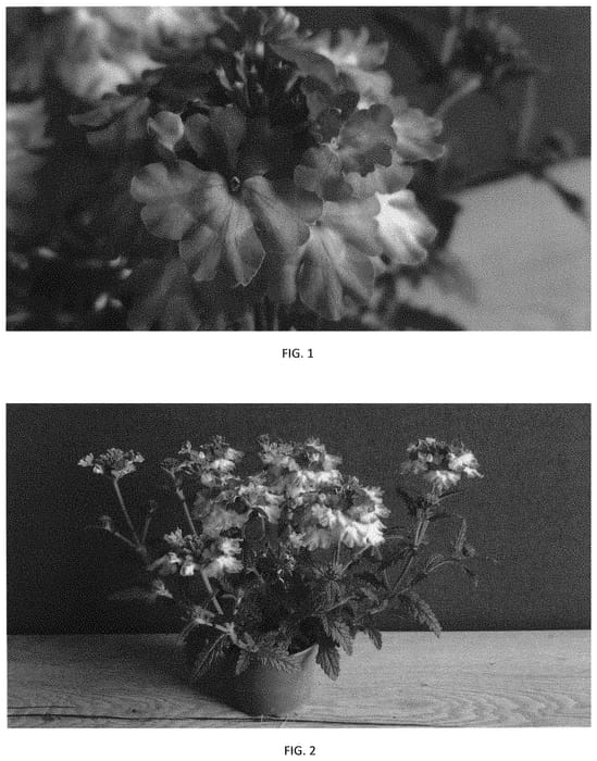 Figure 1 of US plant patent PP33903, the photograph of VEAZ0067 printed in the patent.