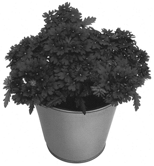 Figure 1 of US plant patent PP33904, the photograph of KLEVP20037 printed in the patent.