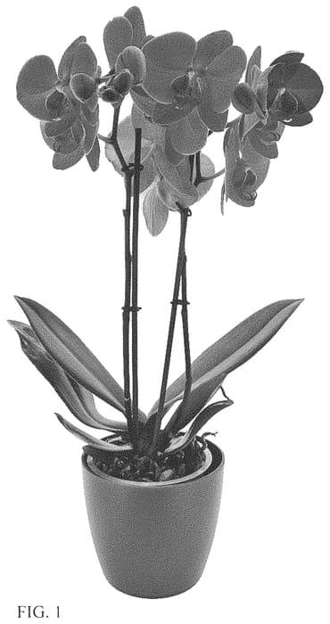 Figure 1 of US plant patent PP33905, the photograph of Gypsy Kiss printed in the patent.