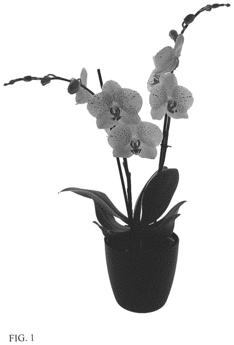 Figure 1 of US plant patent PP33906, the photograph of Sandman printed in the patent.