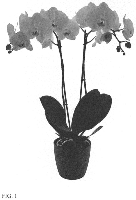 Figure 1 of US plant patent PP33907, the photograph of Cliffhanger printed in the patent.