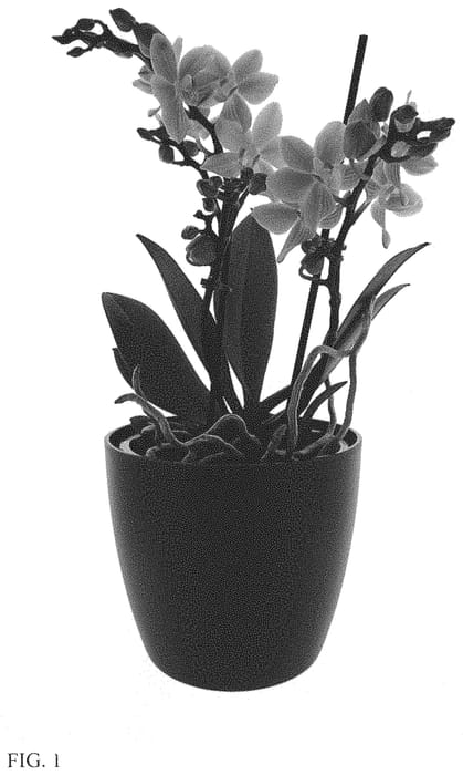Figure 1 of US plant patent PP33908, the photograph of Fiery Flames printed in the patent.