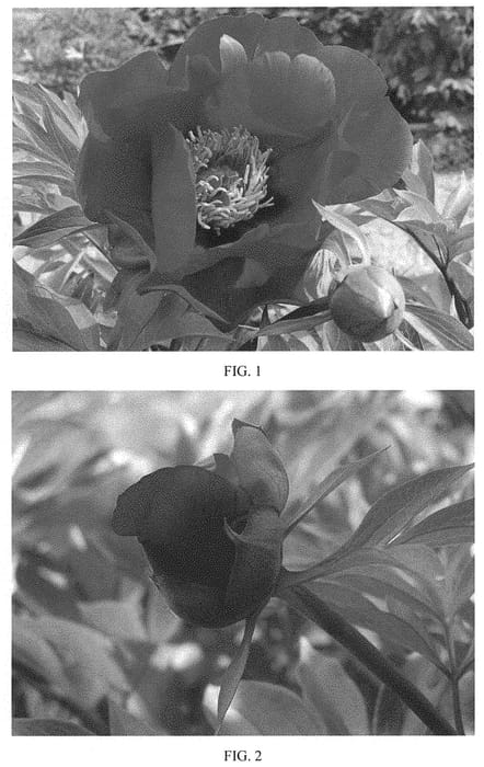 Figure 1 of US plant patent PP33909, the photograph of RTPIV 849-01 printed in the patent.