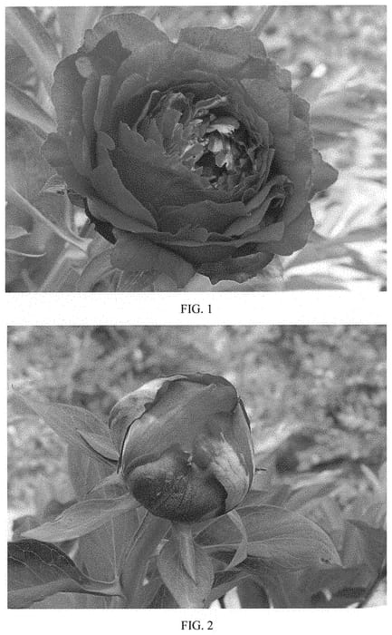 Figure 1 of US plant patent PP33910, the photograph of RTPIV 849-04 printed in the patent.