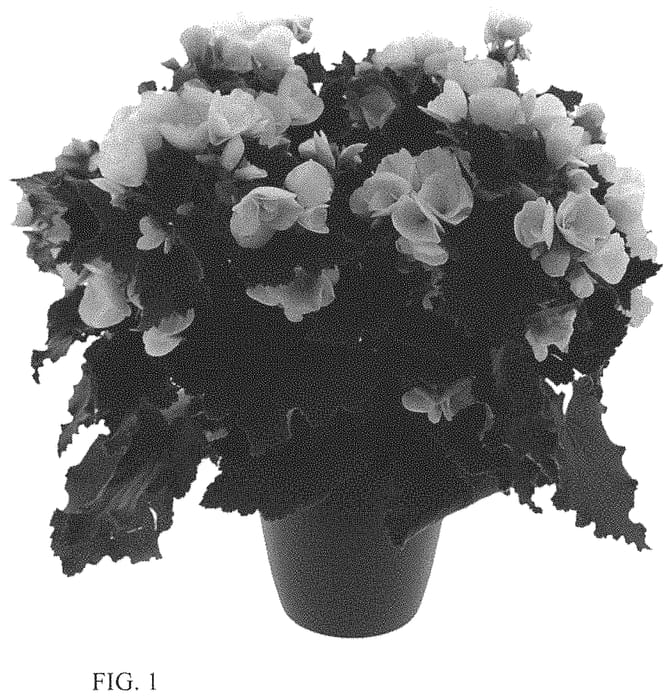 Figure 1 of US plant patent PP33911, the photograph of KRBETWH01 printed in the patent.