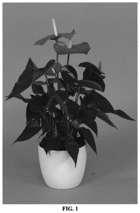 Figure 1 of US plant patent PP33912, the photograph of ANTHGRICJE printed in the patent.