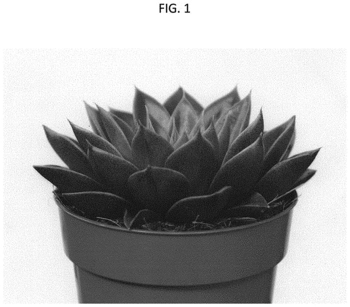 Figure 1 of US plant patent PP33913, the photograph of AMIECH2003 printed in the patent.