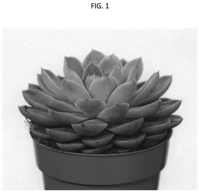 Figure 1 of US plant patent PP33914, the photograph of AMIECH2006 printed in the patent.