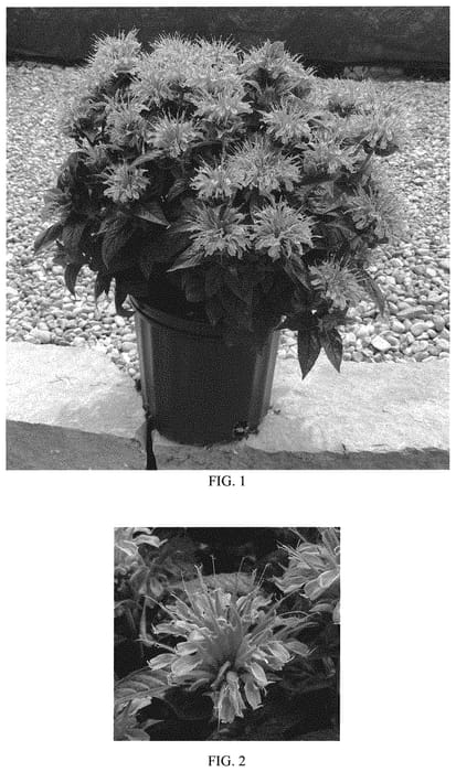 Figure 1 of US plant patent PP33915, the photograph of Balbeemav printed in the patent.