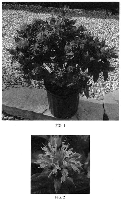 Figure 1 of US plant patent PP33916, the photograph of Balbeemin printed in the patent.