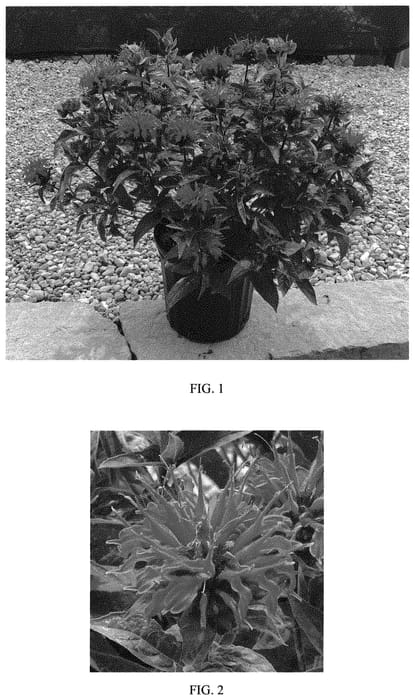 Figure 1 of US plant patent PP33917, the photograph of Balbeemed printed in the patent.