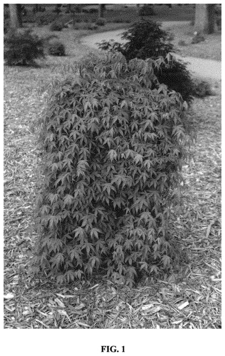 Figure 1 of US plant patent PP33918, the photograph of SONKOOT6 printed in the patent.