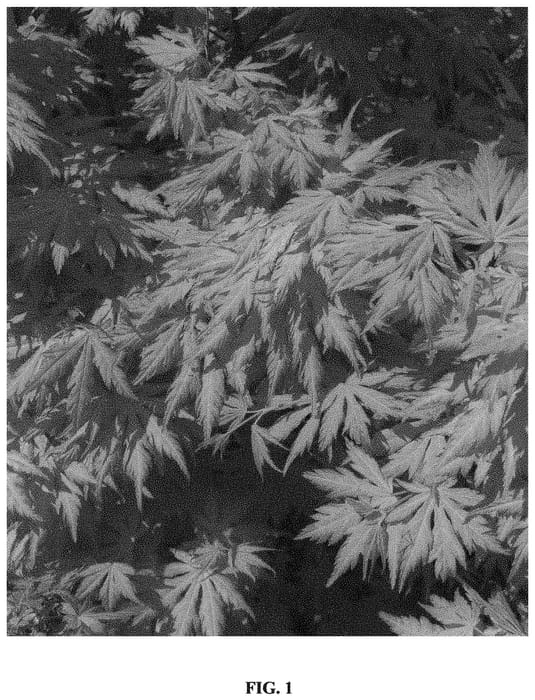 Figure 1 of US plant patent PP33919, the photograph of SONKOOT9 printed in the patent.