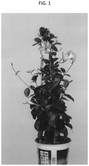 Figure 1 of US plant patent PP33920, the photograph of PATMANROS3 printed in the patent.