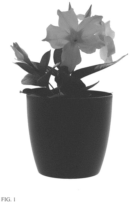 Figure 1 of US plant patent PP33921, the photograph of Lansouthdakota printed in the patent.