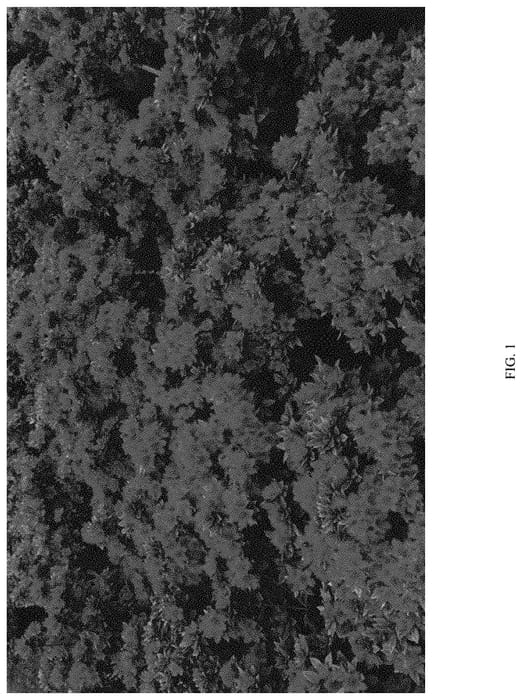 Figure 1 of US plant patent PP33922, the photograph of NCRX8 printed in the patent.