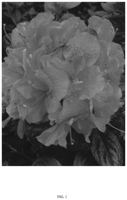 Figure 1 of US plant patent PP33923, the photograph of NCRX7 printed in the patent.