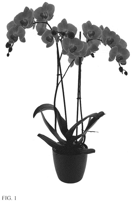 Figure 1 of US plant patent PP33924, the photograph of Pure Love printed in the patent.