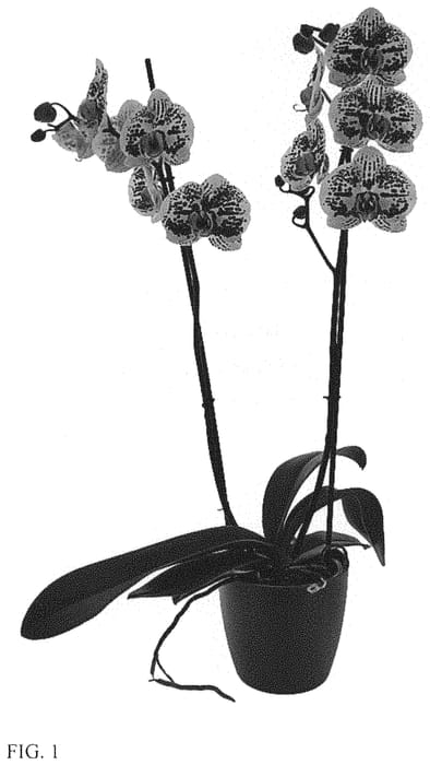 Figure 1 of US plant patent PP33925, the photograph of Secret Messages printed in the patent.