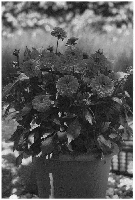 Figure 1 of US plant patent PP33926, the photograph of KLEDH20121 printed in the patent.