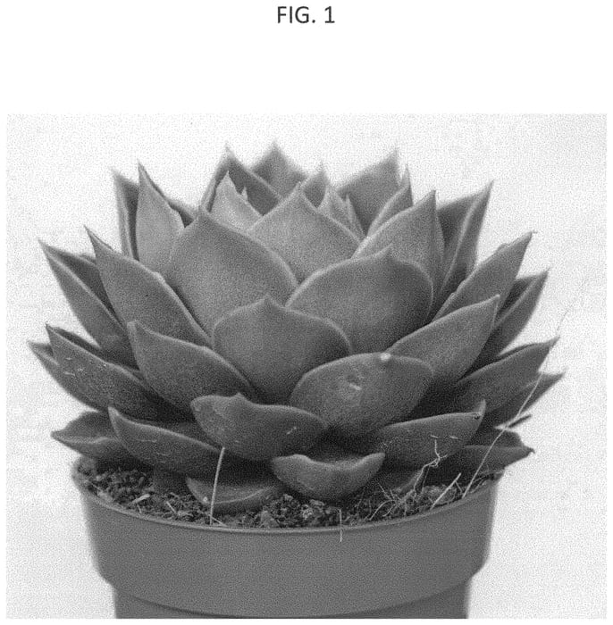 Figure 1 of US plant patent PP33927, the photograph of AMIECH2107 printed in the patent.