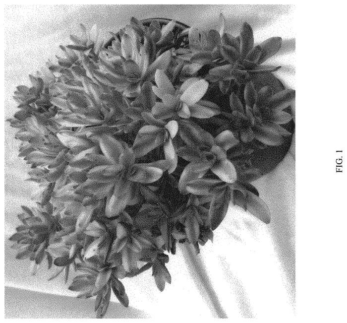 Figure 1 of US plant patent PP33928, the photograph of Daydream printed in the patent.
