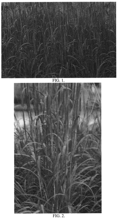Figure 1 of US plant patent PP33929, the photograph of Holy Smoke printed in the patent.