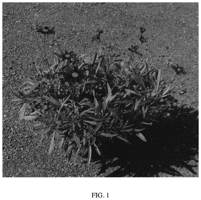 Figure 1 of US plant patent PP33930, the photograph of Riding Hood printed in the patent.