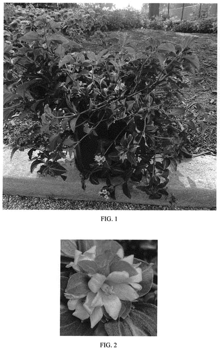 Figure 1 of US plant patent PP33931, the photograph of Night Light printed in the patent.
