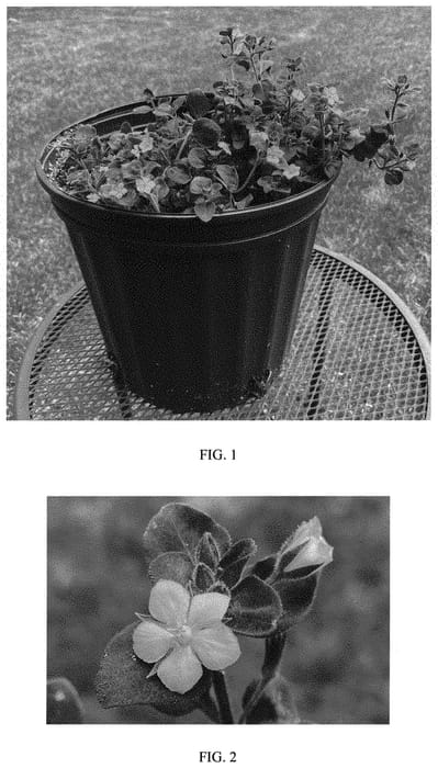 Figure 1 of US plant patent PP33932, the photograph of Firefly printed in the patent.