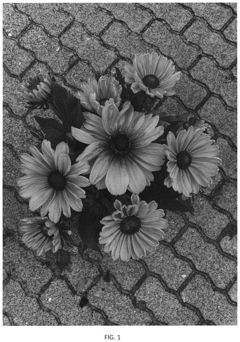 Figure 1 of US plant patent PP33933, the photograph of BullRudi 11 printed in the patent.