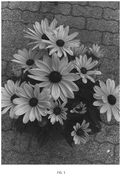 Figure 1 of US plant patent PP33934, the photograph of BullRudi 14 printed in the patent.