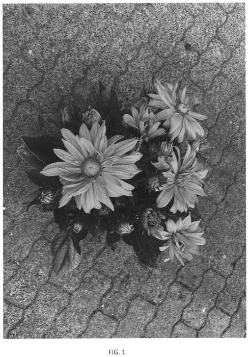 Figure 1 of US plant patent PP33935, the photograph of BullRudi 13 printed in the patent.