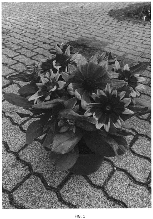 Figure 1 of US plant patent PP33936, the photograph of BullRudi 12 printed in the patent.