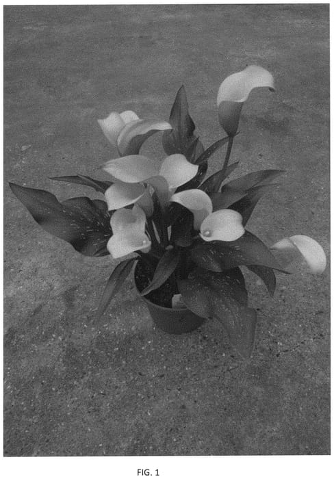 Figure 1 of US plant patent PP33937, the photograph of Dozansuny printed in the patent.