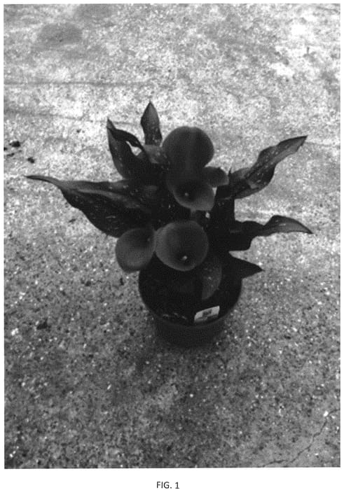 Figure 1 of US plant patent PP33938, the photograph of Dozantoky printed in the patent.
