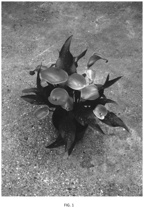 Figure 1 of US plant patent PP33939, the photograph of Dozanwisl printed in the patent.