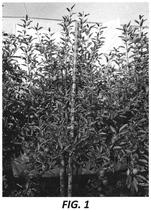 Figure 1 of US plant patent PP33940, the photograph of R203 printed in the patent.