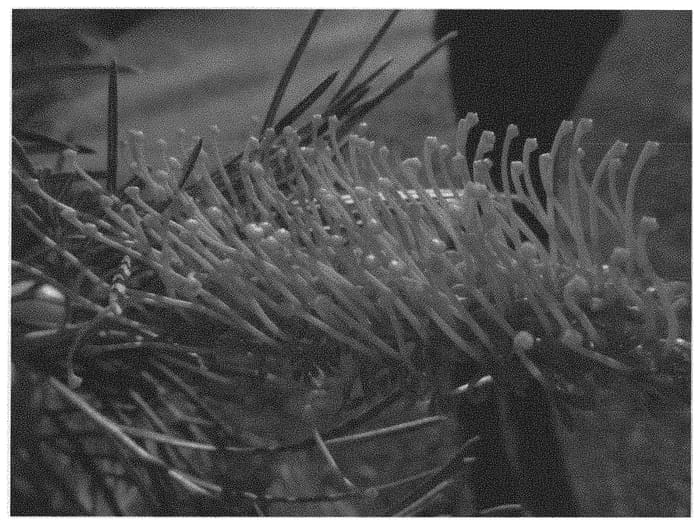 Figure 1 of US plant patent PP33941, the photograph of Kings Sunrise printed in the patent.