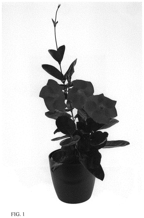 Figure 1 of US plant patent PP33942, the photograph of Lannewyork printed in the patent.