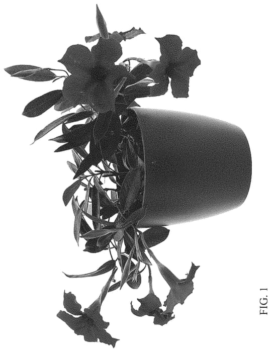 Figure 1 of US plant patent PP33943, the photograph of Lanvermont printed in the patent.