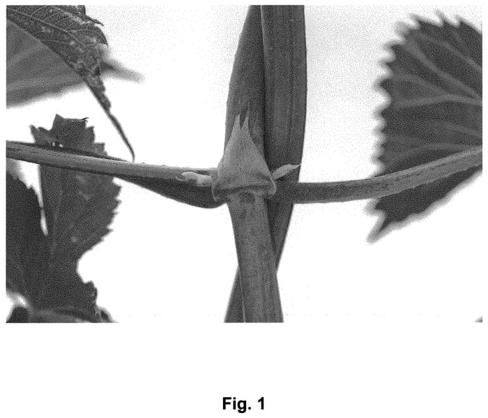 Figure 1 of US plant patent PP33944, the photograph of NZH063 printed in the patent.
