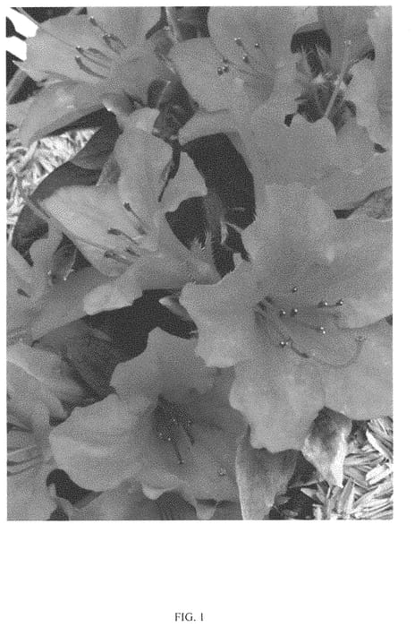 Figure 1 of US plant patent PP33945, the photograph of NCRX6 printed in the patent.