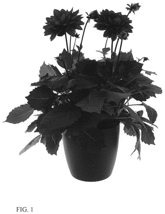 Figure 1 of US plant patent PP33946, the photograph of BKDAGPR printed in the patent.