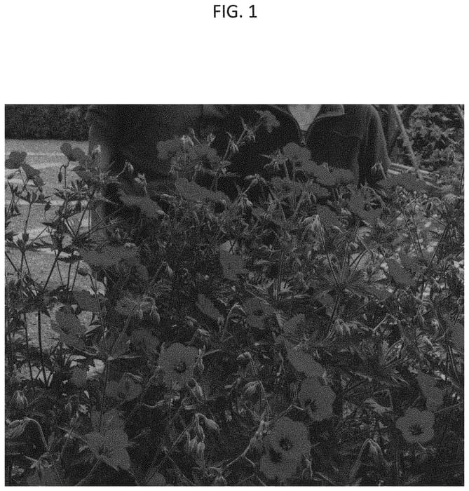 Figure 1 of US plant patent PP33947, the photograph of MACGER001 printed in the patent.