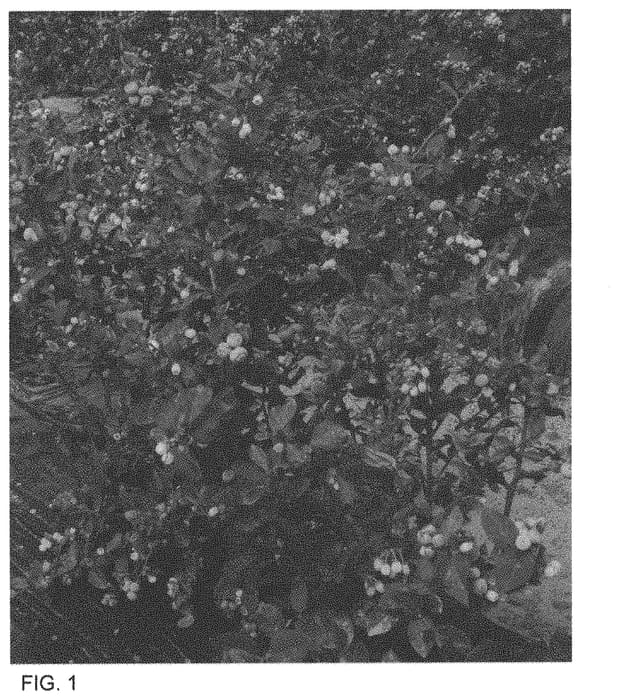 Figure 1 of US plant patent PP33949, the photograph of FV1908 printed in the patent.