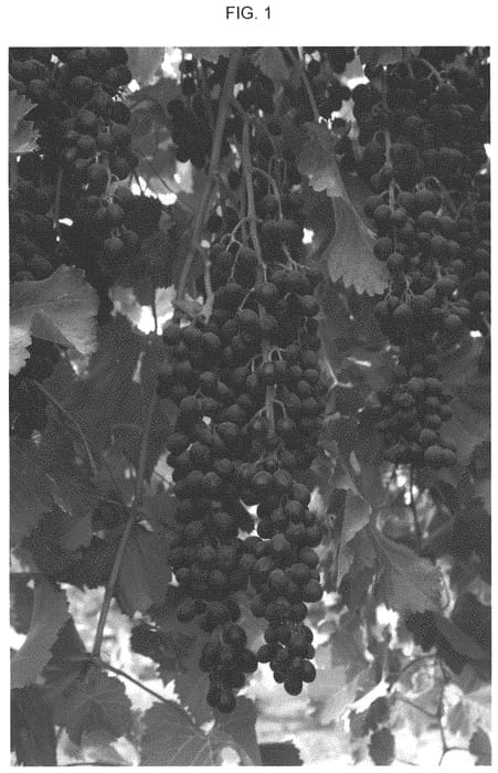 Figure 1 of US plant patent PP33950, the photograph of EJG Three printed in the patent.